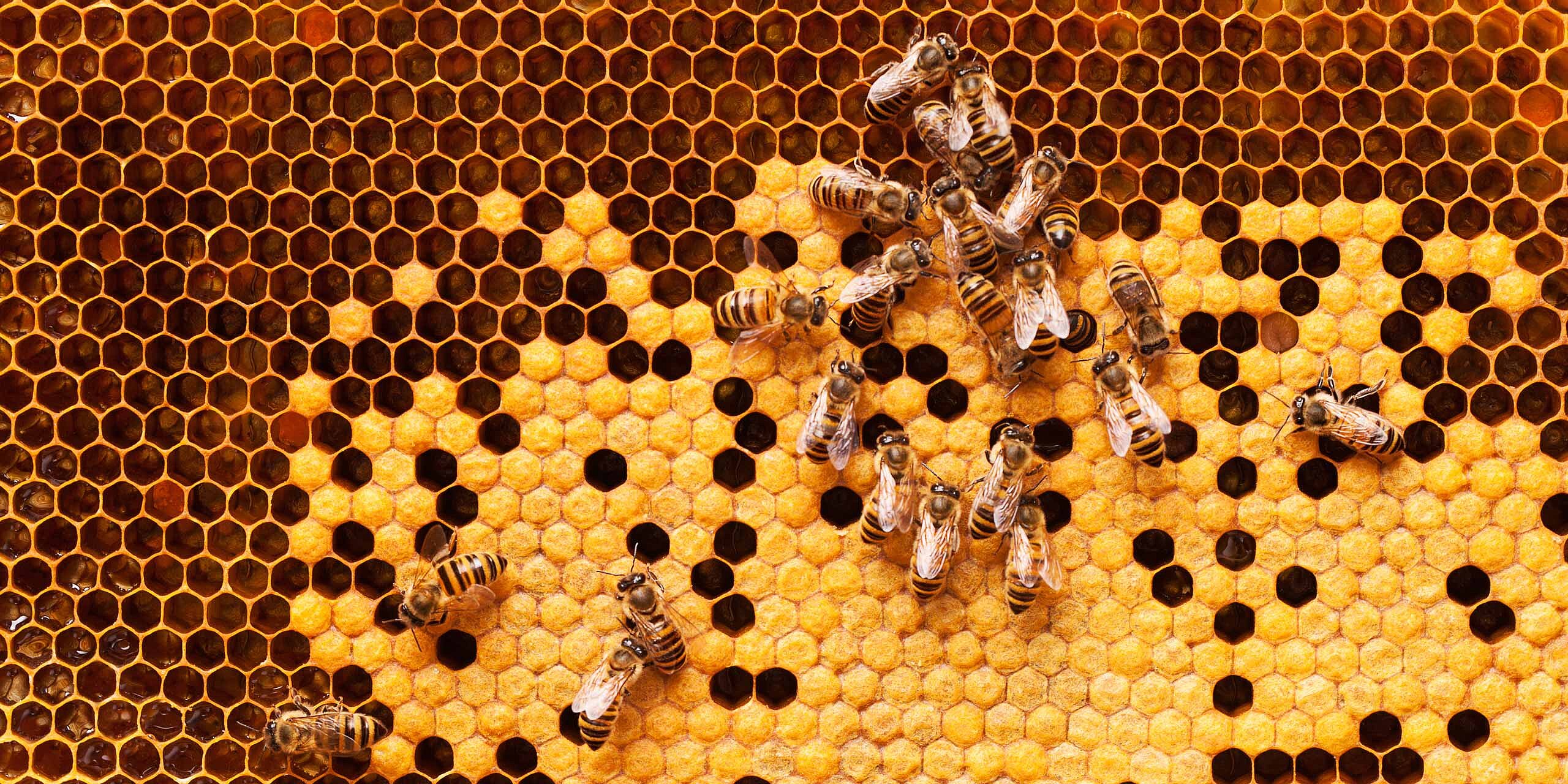 Isabells Gesundheitstipps – Gesundheit aus dem Bienenstock