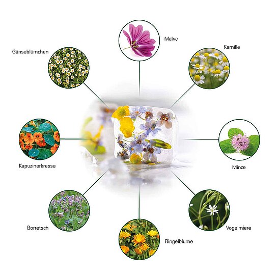 Blumeneiswürfel mit Malve, Kamille, Minze, Vogelmiere, Ringelblume, Borretsch, Kapuzinerkresse, Gänseblümchen